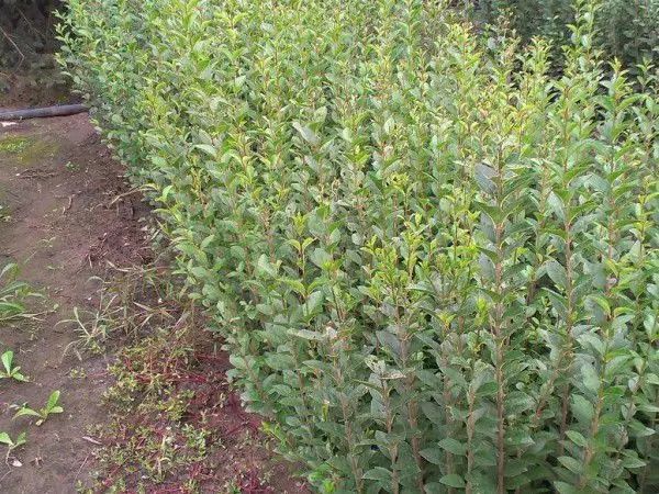 Лигуструм Овалифолиум