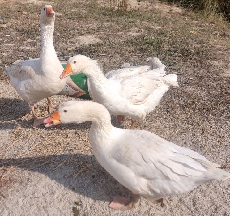 Продаются домашние гуси