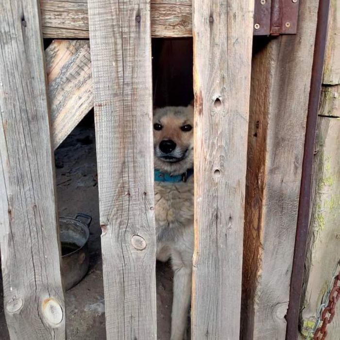 Отдам собаку мальчика