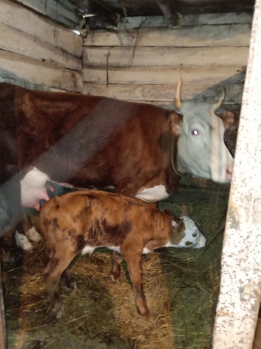 Продам корову с телёнком