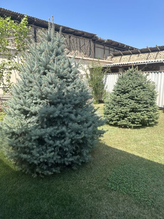 Голубая ель