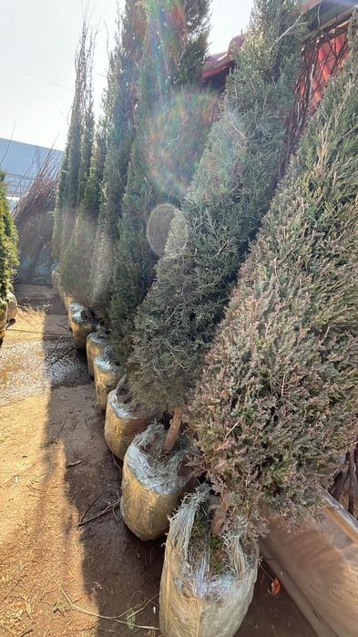 Саженцый  яблоня