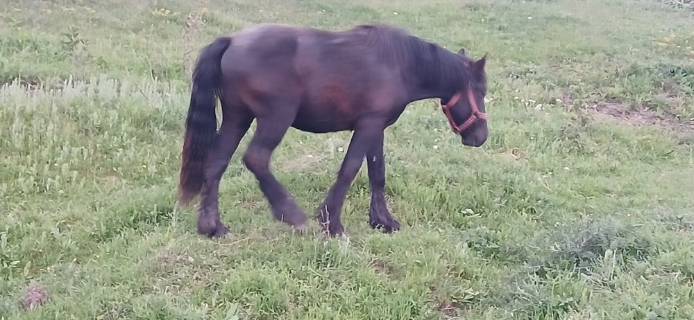 Manza de un an si 9 luni