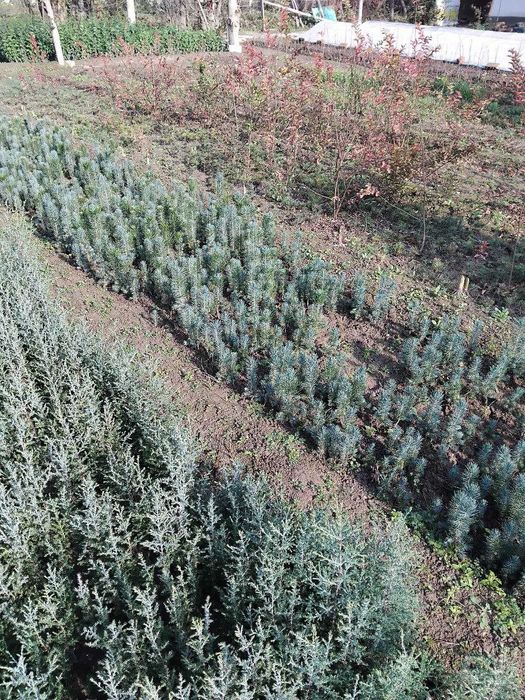 Арчалар сотилади сенсалар