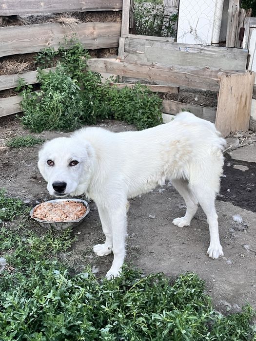 Продам чисто кровного Алабая