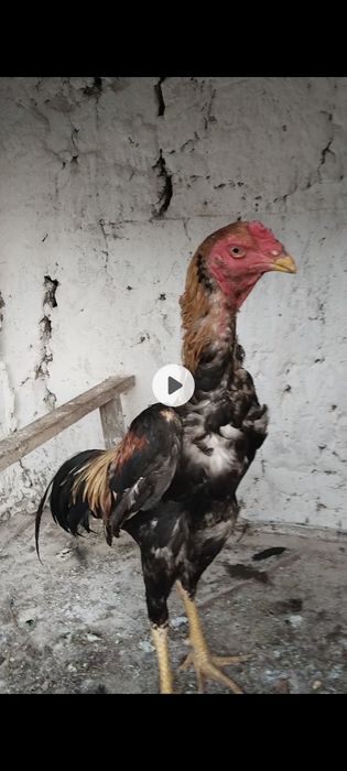 Joja yoshiga toldi bir koz toza narsa
