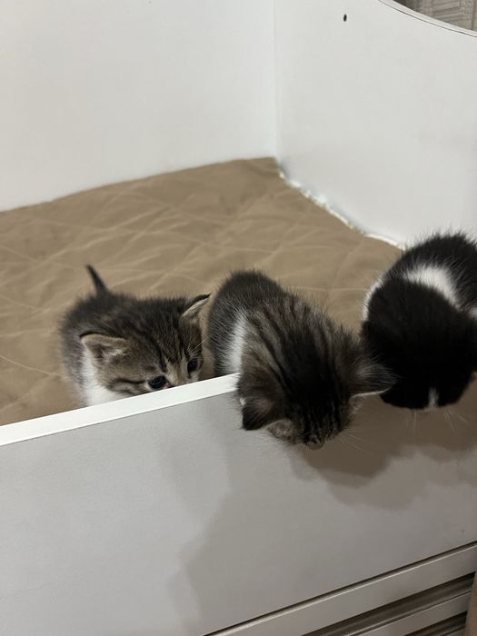 Отдам даром котят в добрые руки
