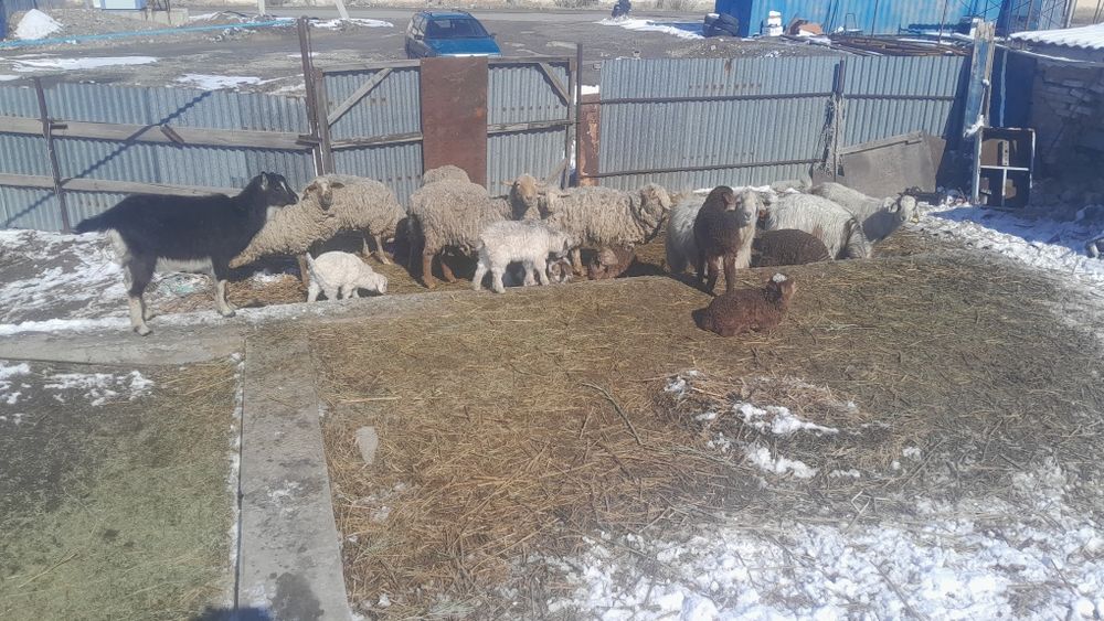 Живность бараны козы