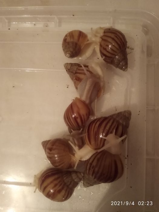 Улитки ахатина африканские