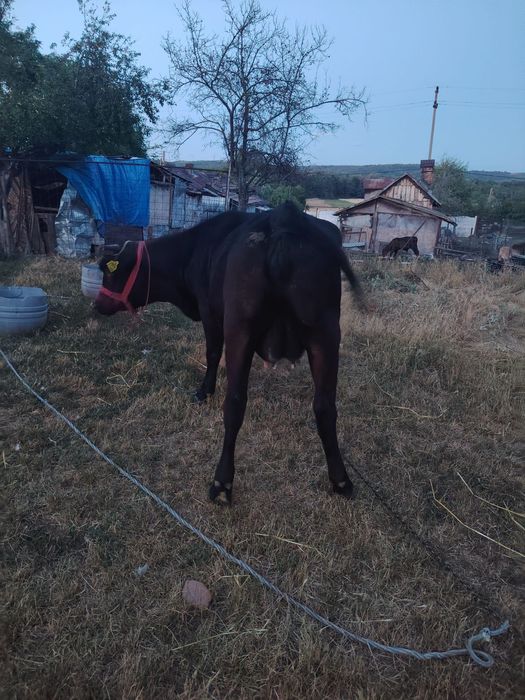 De vinzare o vaca la alegere din 2