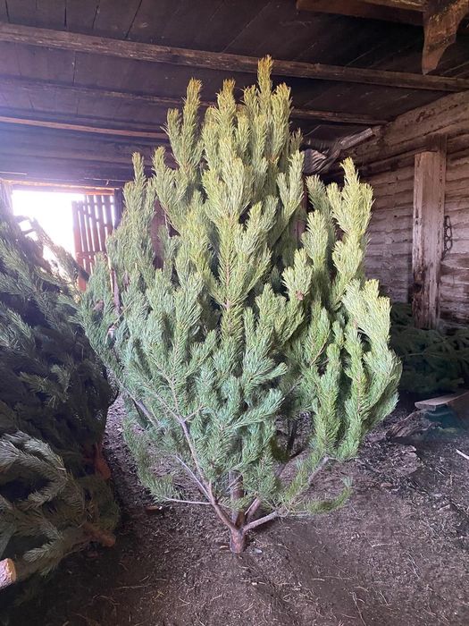 Ёлка сосна новогодняя