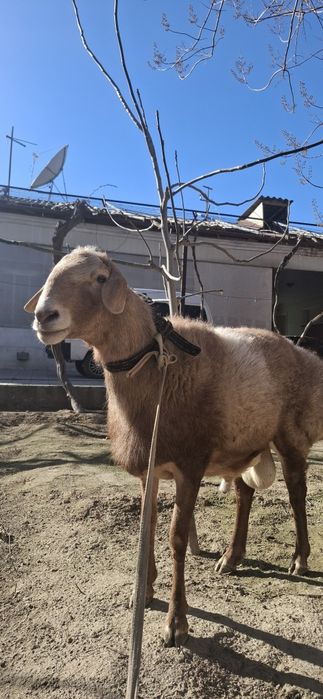 Arashan qochqor sotiladi