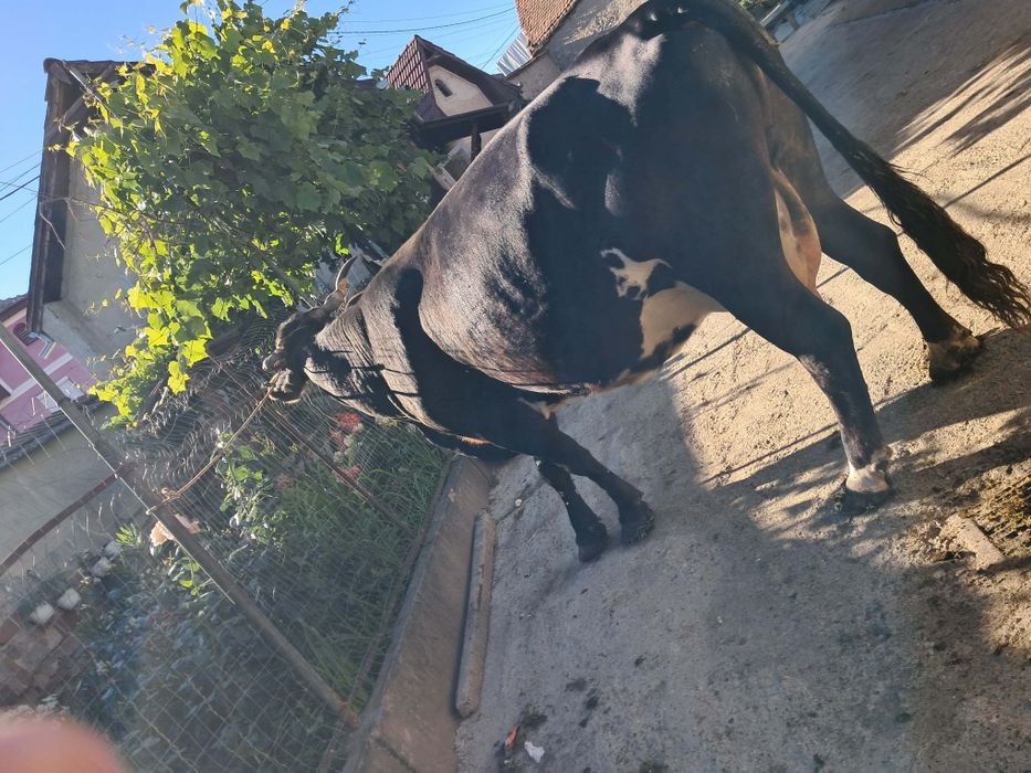 Vand vaca de abator foarte grasa