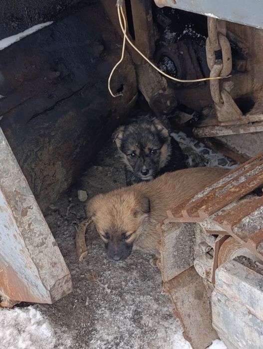 Отдам хороших  щенят.