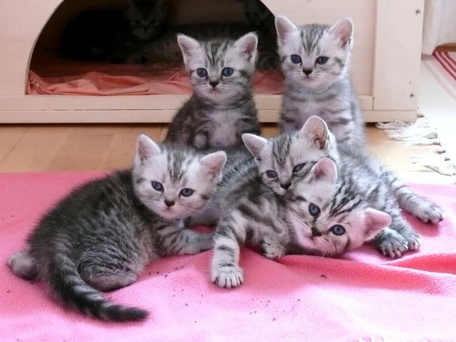 Шотландские Котяточки!