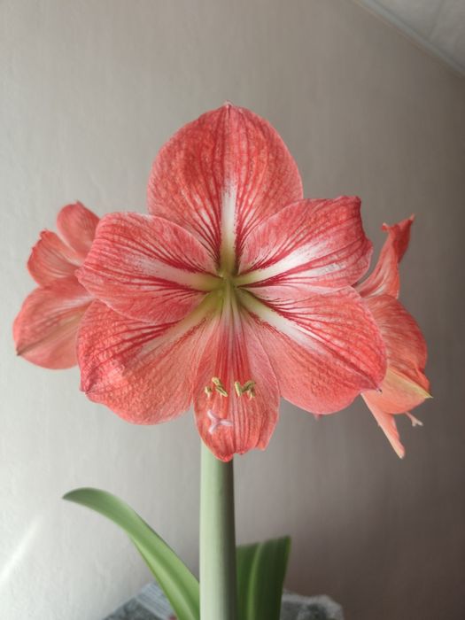 Продам гиппеаструм