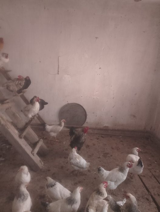 Кораз петух жас .