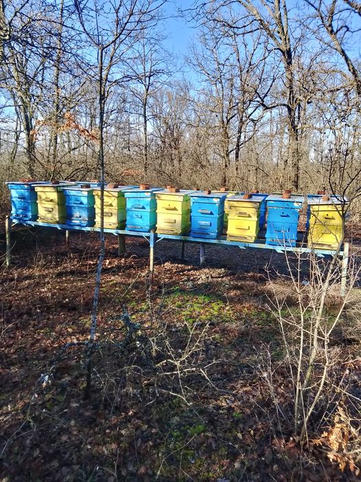 Продавам пчелни семейства