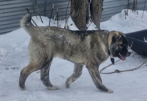 Продается щенок 7 месяцев мальчик