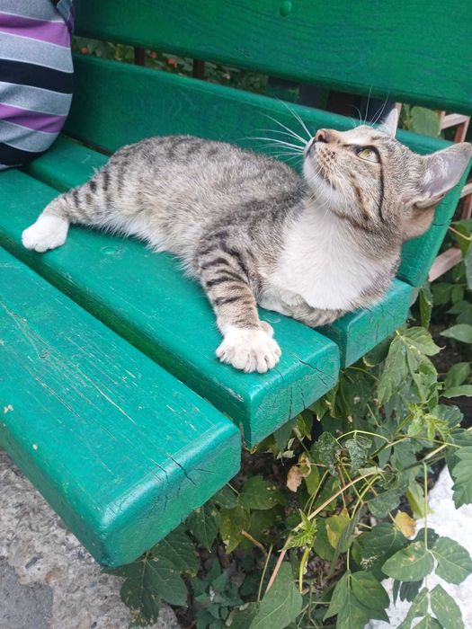 Симпатичные  КОТЯТА
