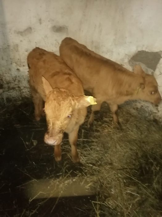 Продаются телята