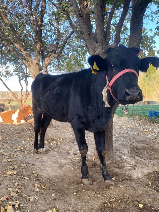 Samarqand nurobod nurbuloq