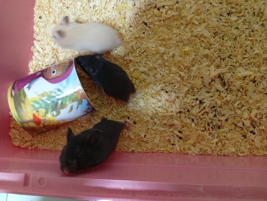 Продам в хорошие руки