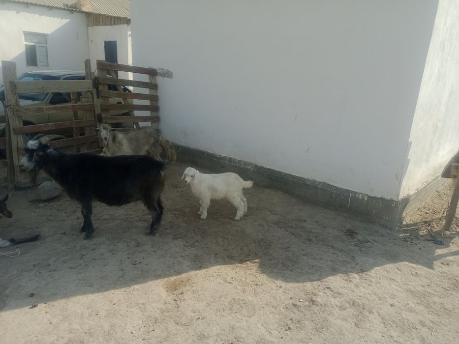 Сауын ешкі сатылады