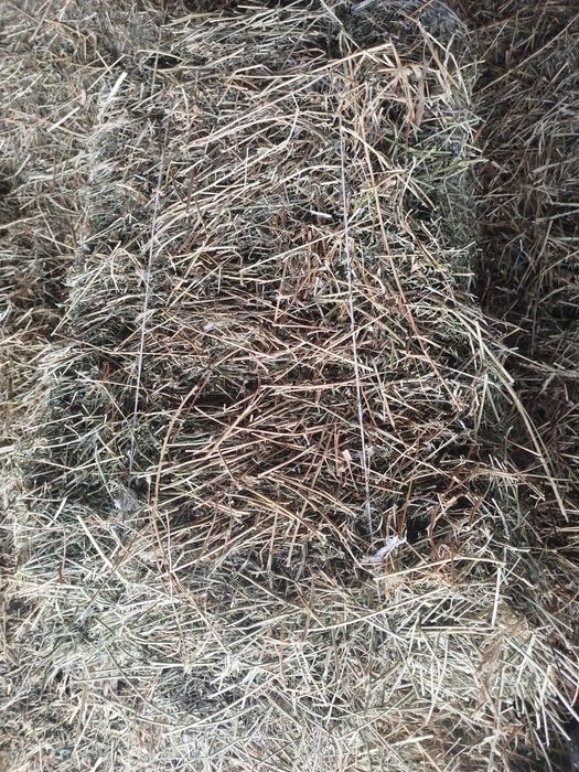 Жонышка шоп сатылады