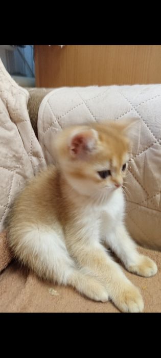 Котята золотая шиншила