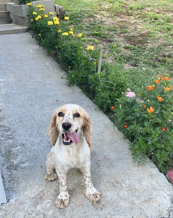 Продавам кокер шпаньол