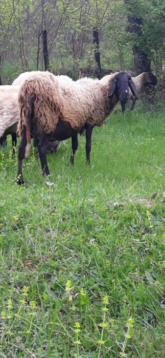 Oi (țigaie sârbească)