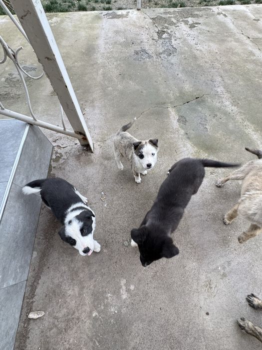 домащние щенята