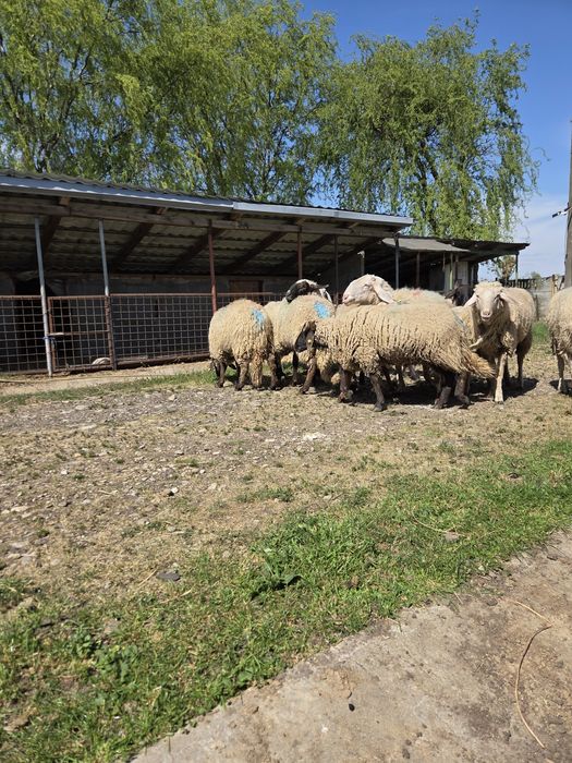 Vând Berbeci sarbesti și Bergamo
