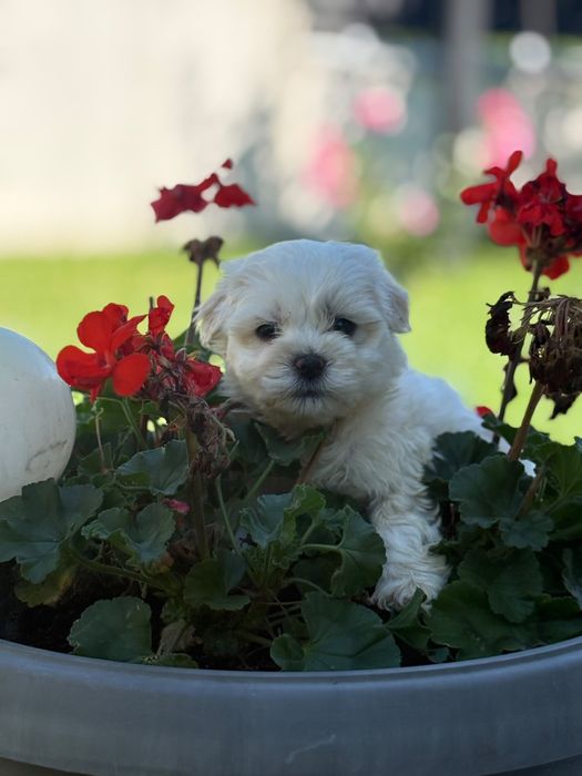 Bichon Maltez Fetita Mini Toy