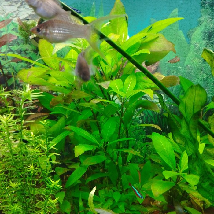 лимонник аквариумное растение