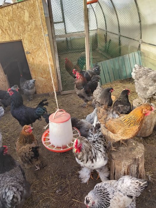 Продам петухов 10-11 месяцев