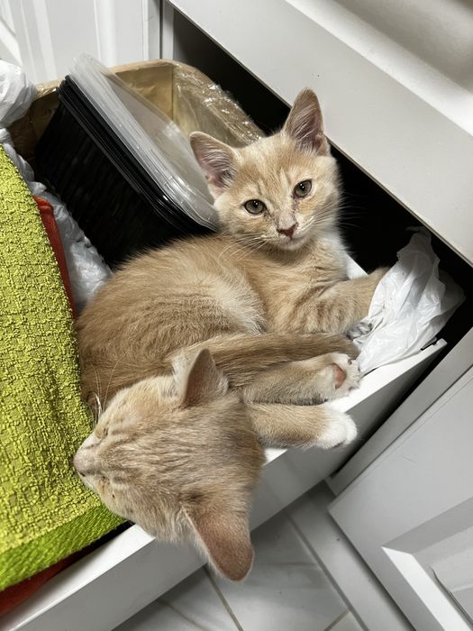 Котята в добрые руки
