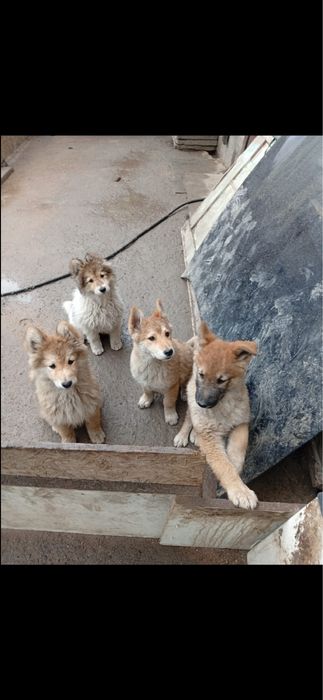 Щенки Лайки Зарадно Сибирской