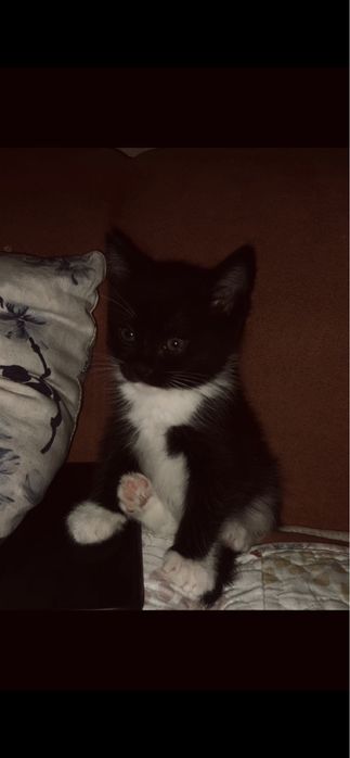 отдам котенка в добрые руки , в связи с переездом