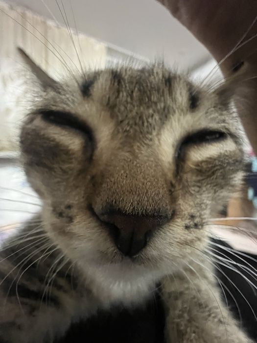 Отдадим кошку в добрые руки