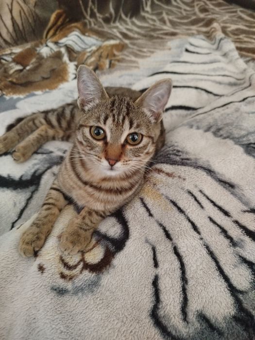 Кошка (стрелизованная)