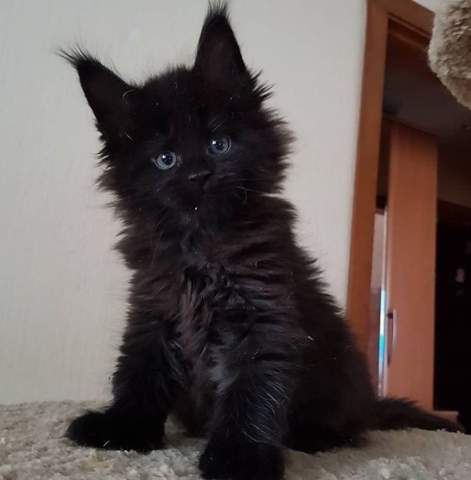 Disponibilă femelă Maine coon