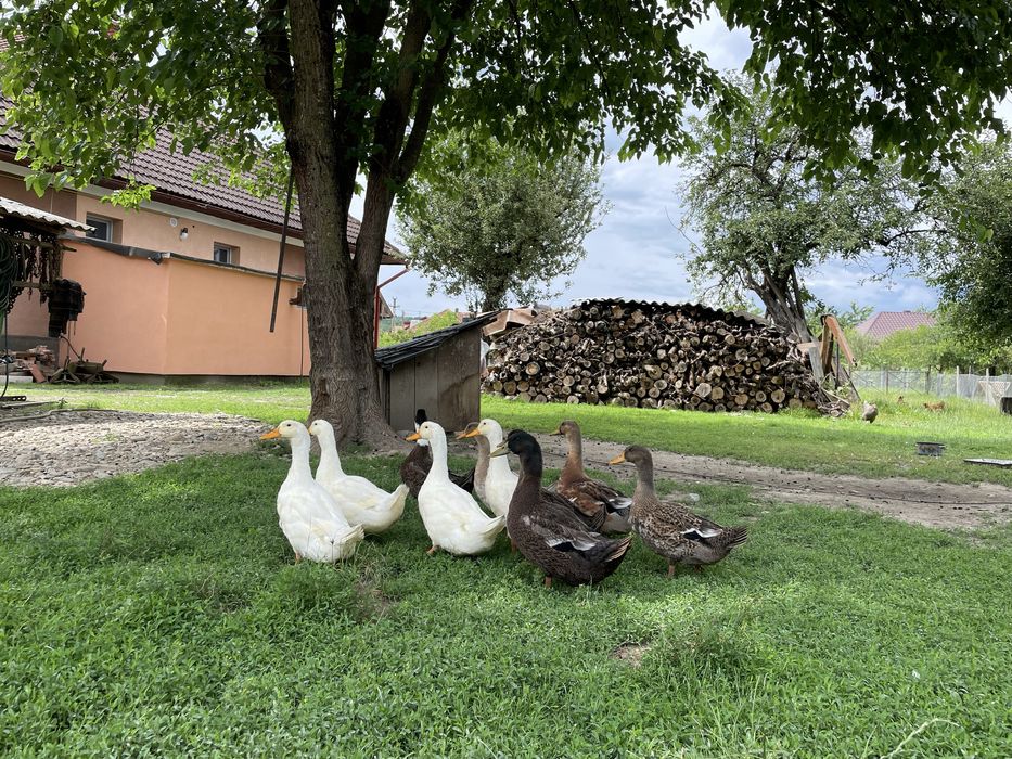 Vand oua de rață incubat sau consum