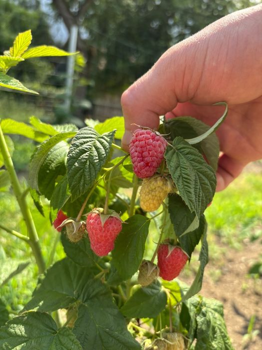 Zmeură    Fresh!