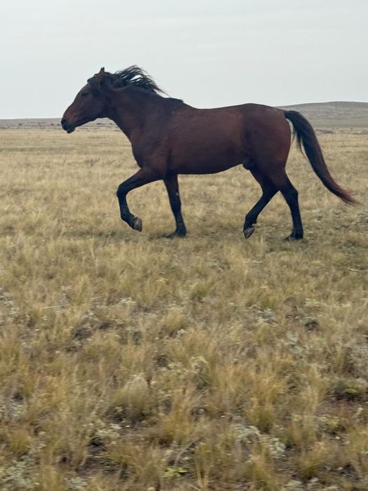 Айғыр сатылады 9 жасар