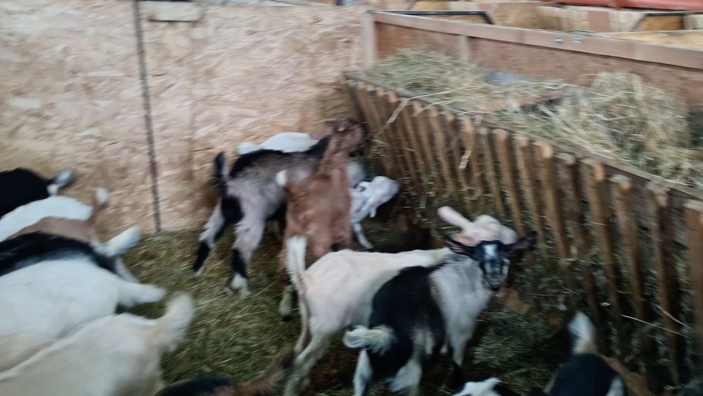 Vând Iezii de tăiat pentru Paște