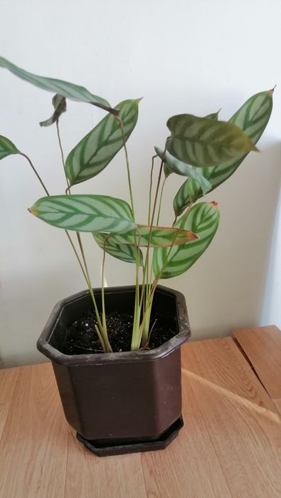 ,, Стайни цветя,,