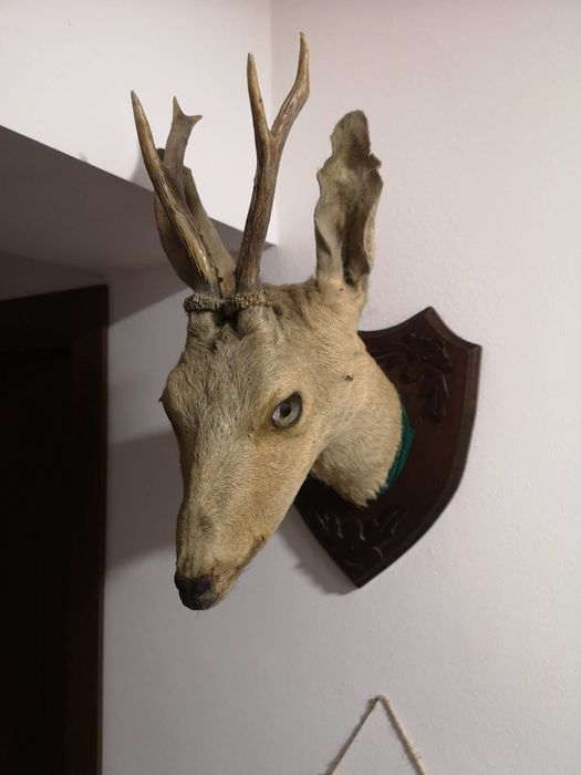 Vând trofeu căprioara frumos taxidermie