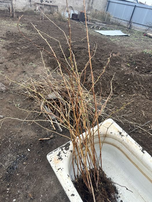 Саженцы малины продам